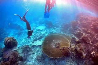 Apenas 1/3 do maior recife de coral do mundo está a morrer saiu ileso das alterações climáticas, das catástrofes naturais e da destruição provocada pelo homem