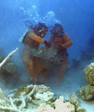Biólogos estão pessimistas em relação ao futuro do maior recife de coral do mundo