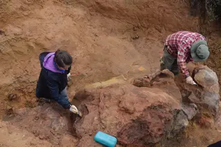 Fósseis de dinossauros e tartarugas encontrados em Pombal