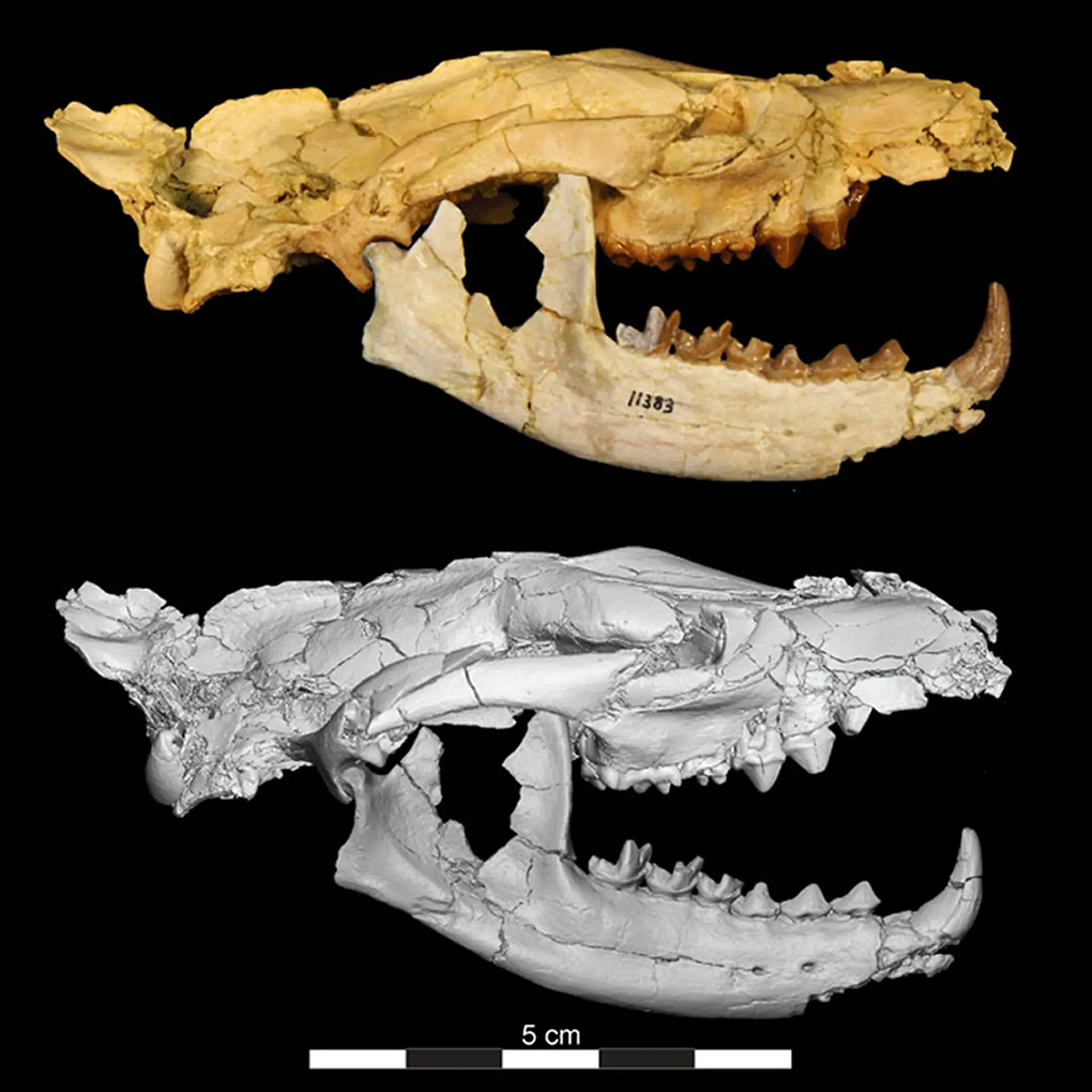 Descoberta nova espécie de carnívoro extinto