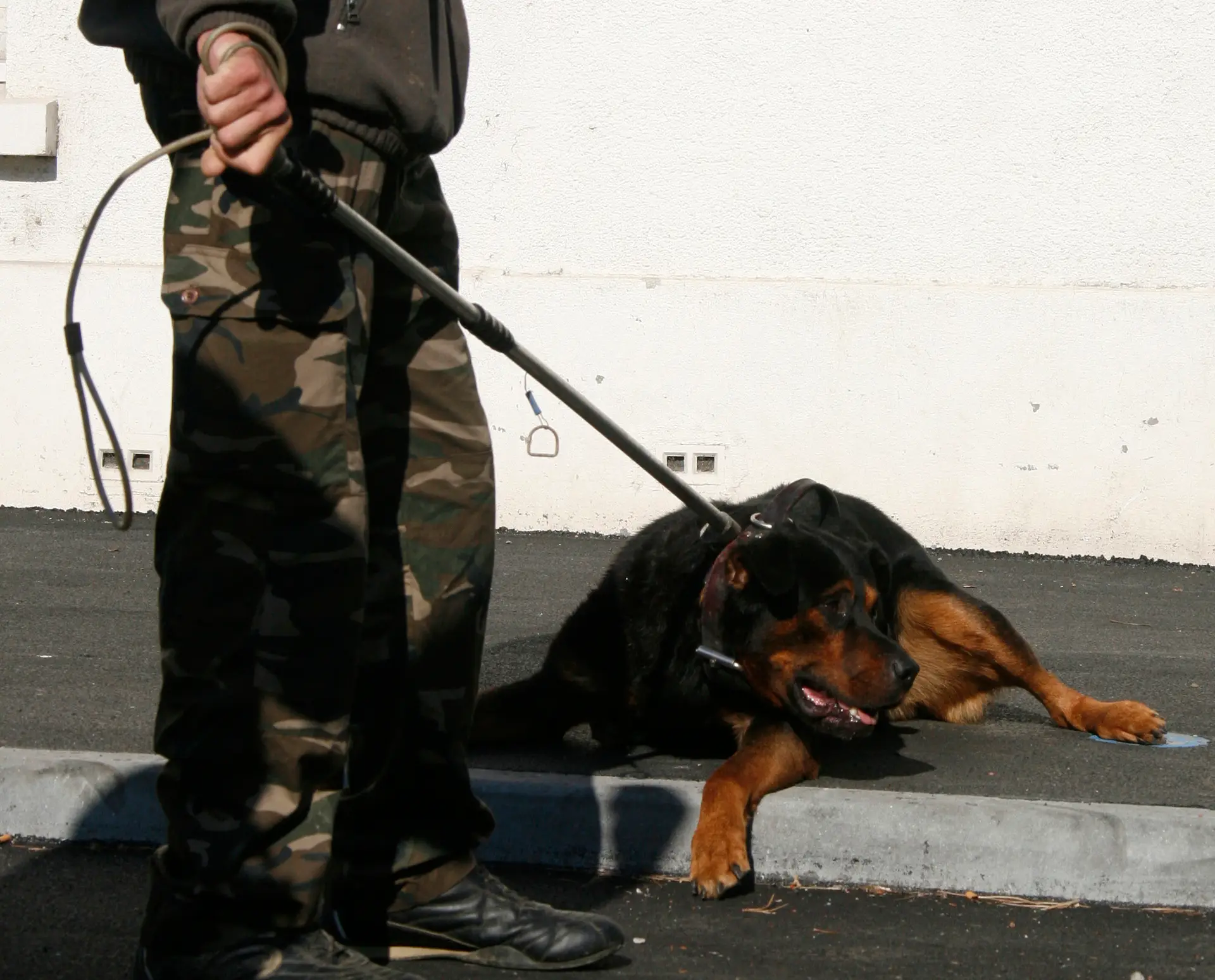 PSP alerta para cães de raça perigosa