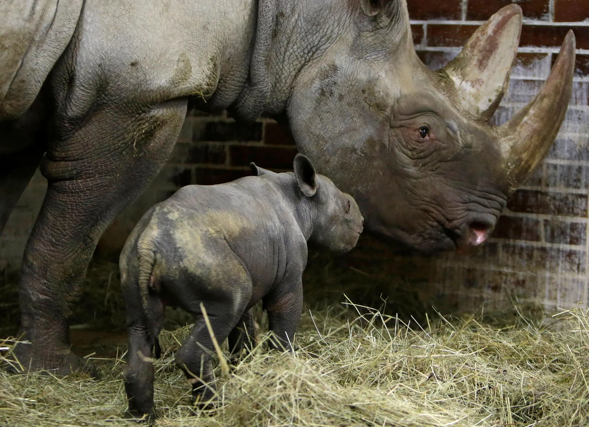 Ruanda volta a ter rinocerontes negros, 10 anos após desaparecimento da espécie