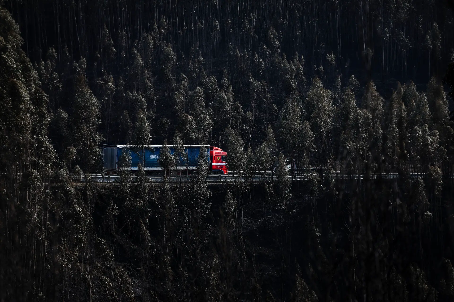 Autarca estima que tenha ardido 75% da floresta
