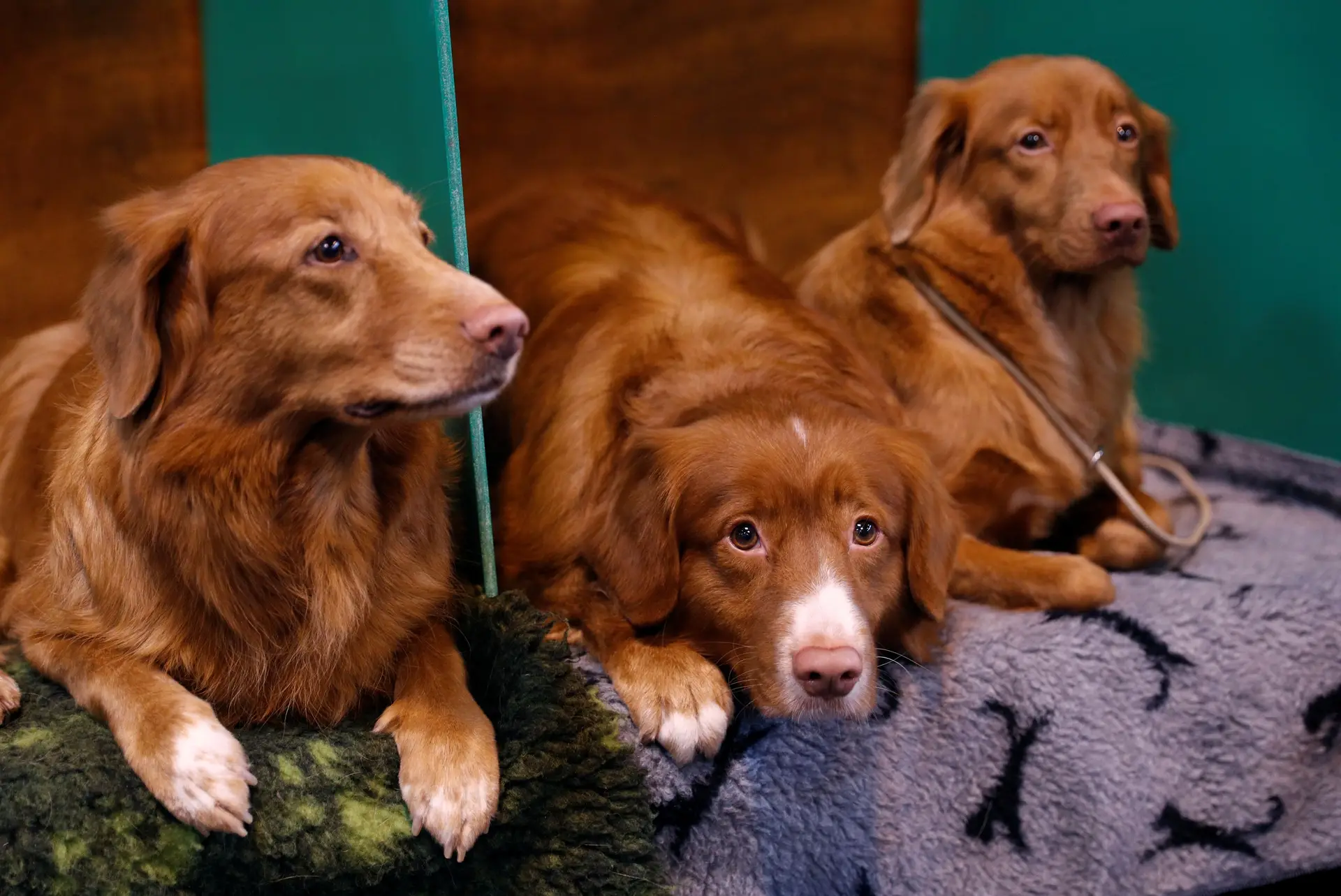 Afinal todos os cães evoluíram de uma única alcateia
