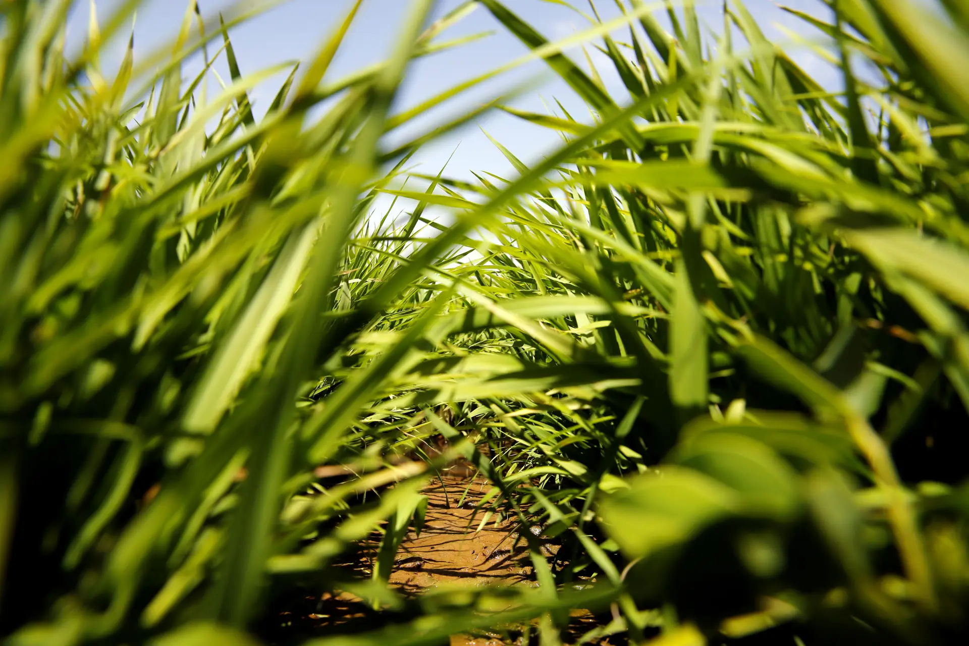 Aumento de CO2 ameaça valor nutritivo das principais culturas