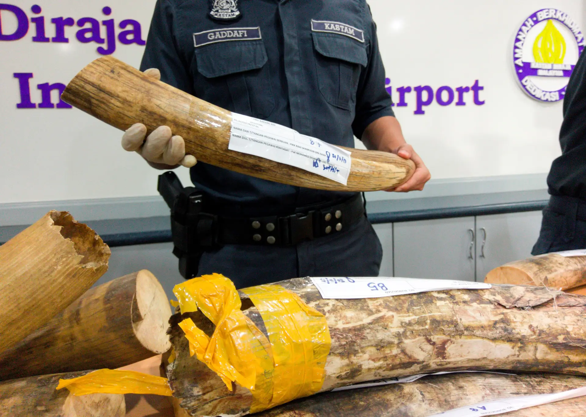 Malásia faz nova apreensão de marfim de elefante e escamas de pangolim