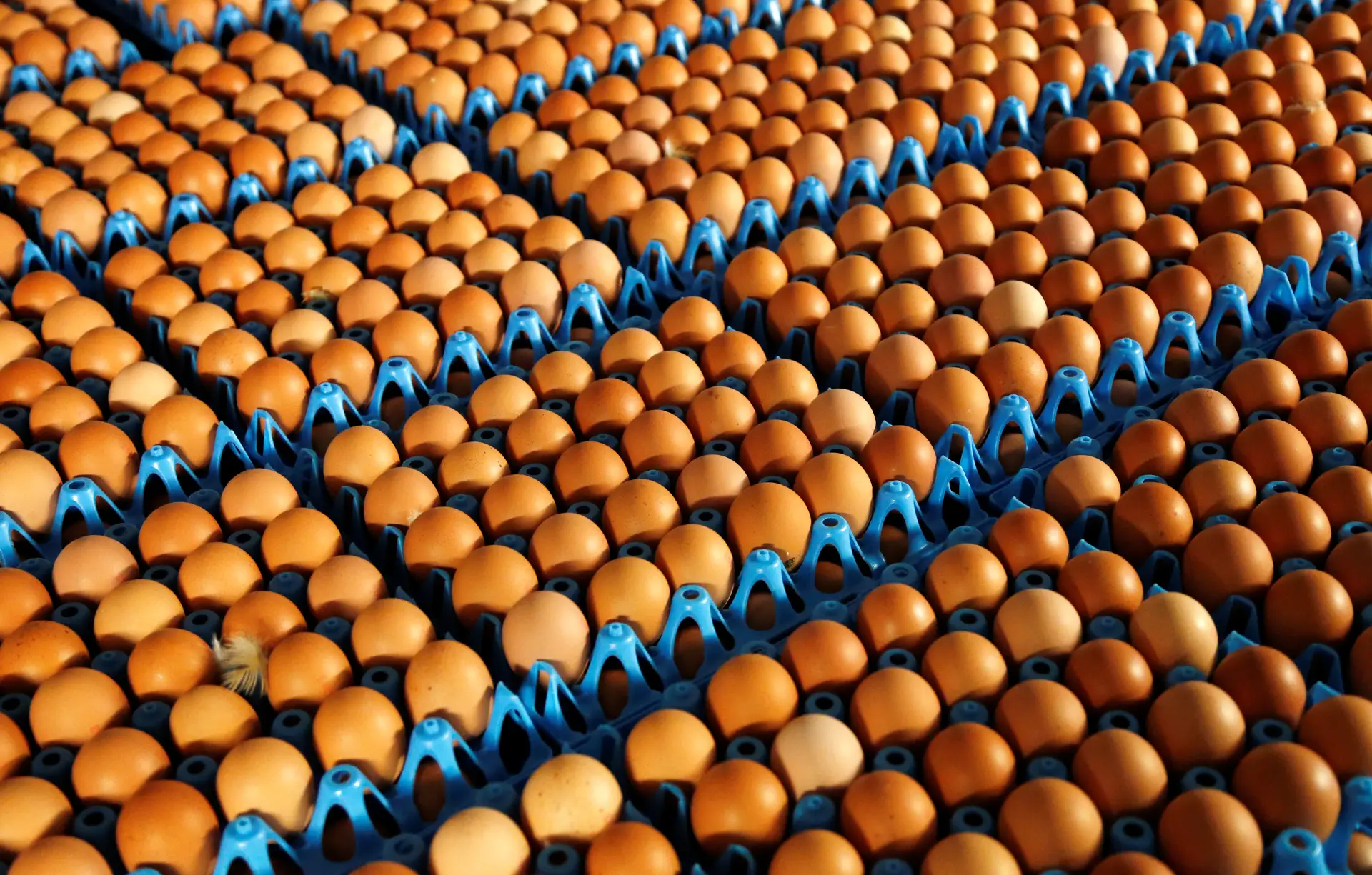 Dois detidos na Holanda na investigação a ovos contaminados