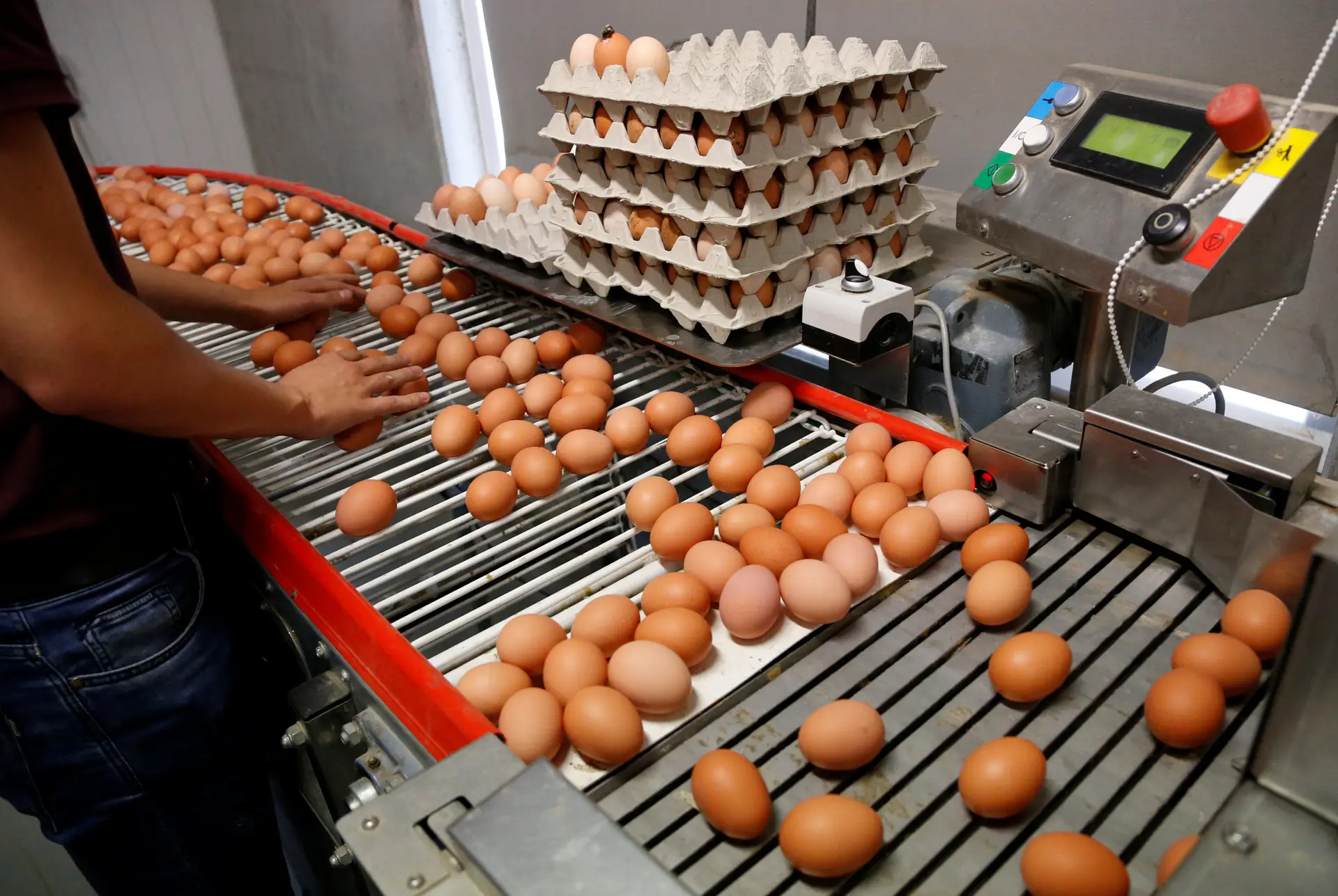 ASAE diz-se pronta a intervir se ovos contaminados chegarem a Portugal