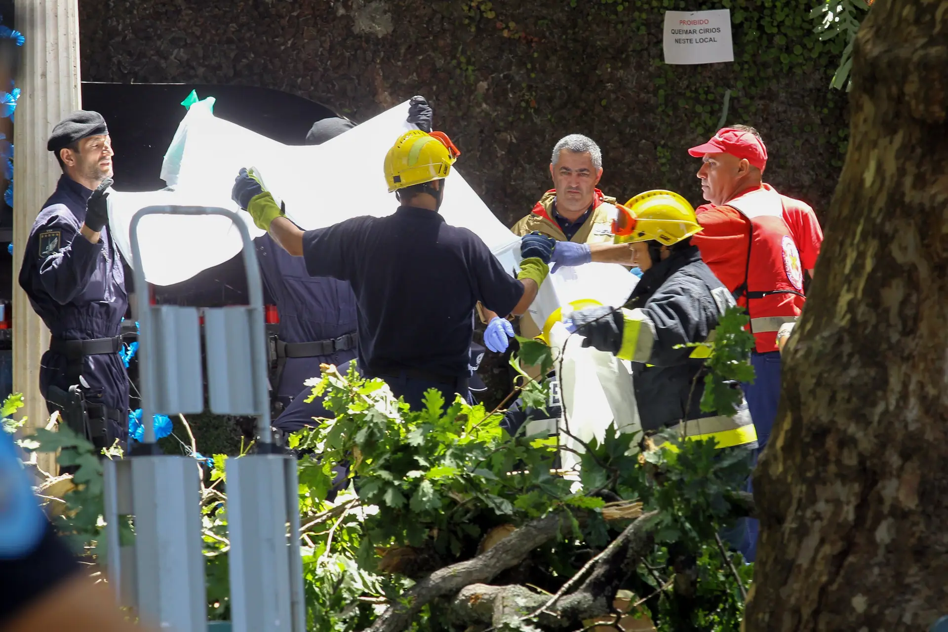 Instrução do caso da árvore do Monte no Funchal arranca à porta fechada