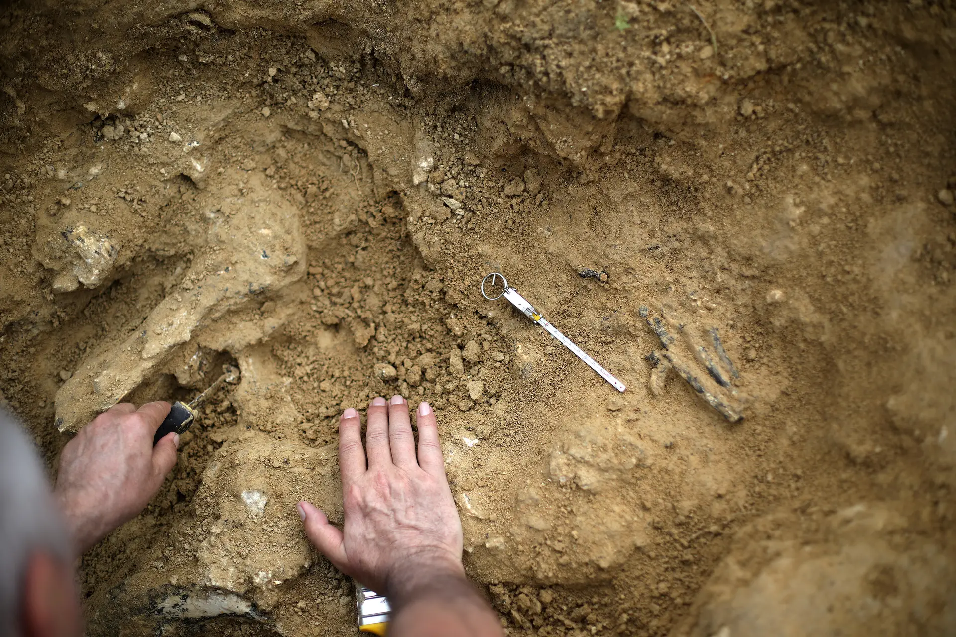 Glicanos encontrados em fósseis podem ajudar a traçar evolução humana