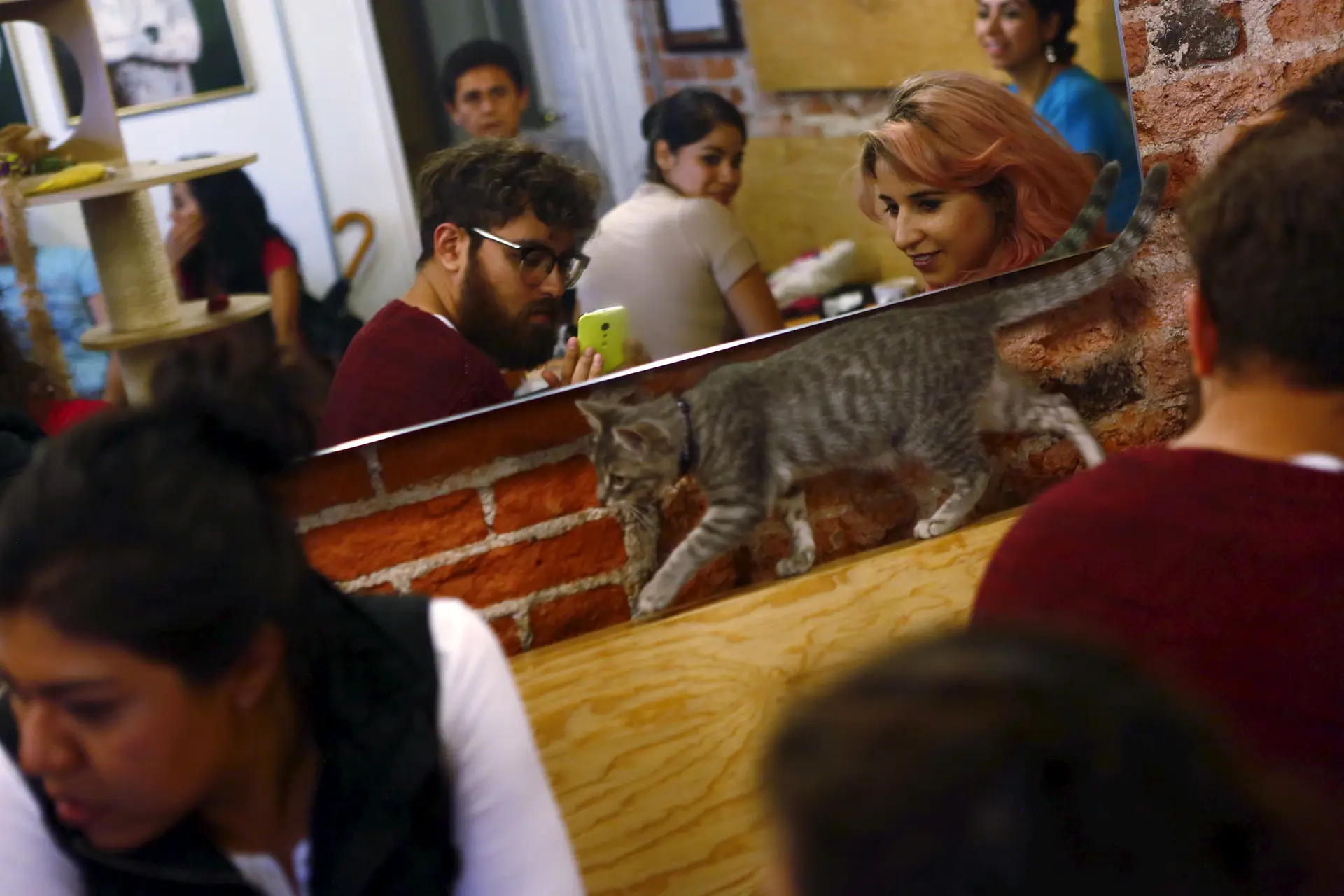 Observatório dos Animais lembra que entrada em restaurantes é comum na Europa