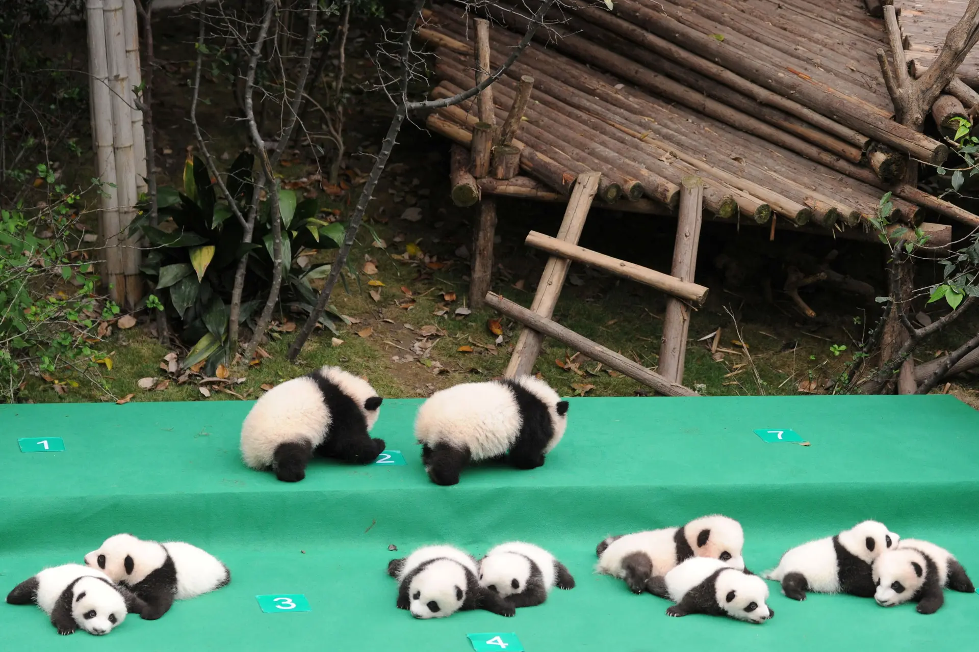 Pandas gigantes nascidos em 2017