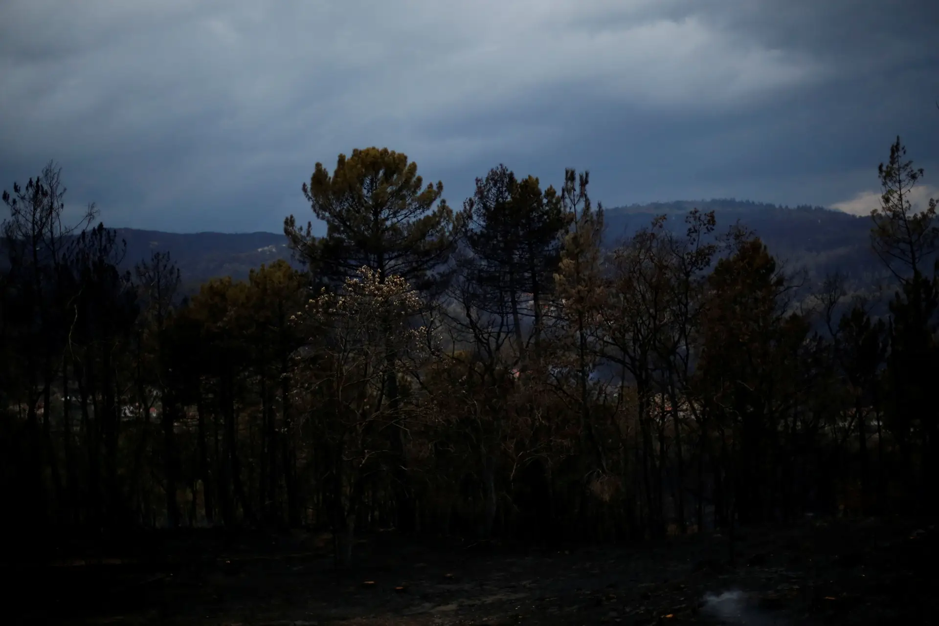 Os Verdes exigem "margem orçamental" para tornar floresta prioritária