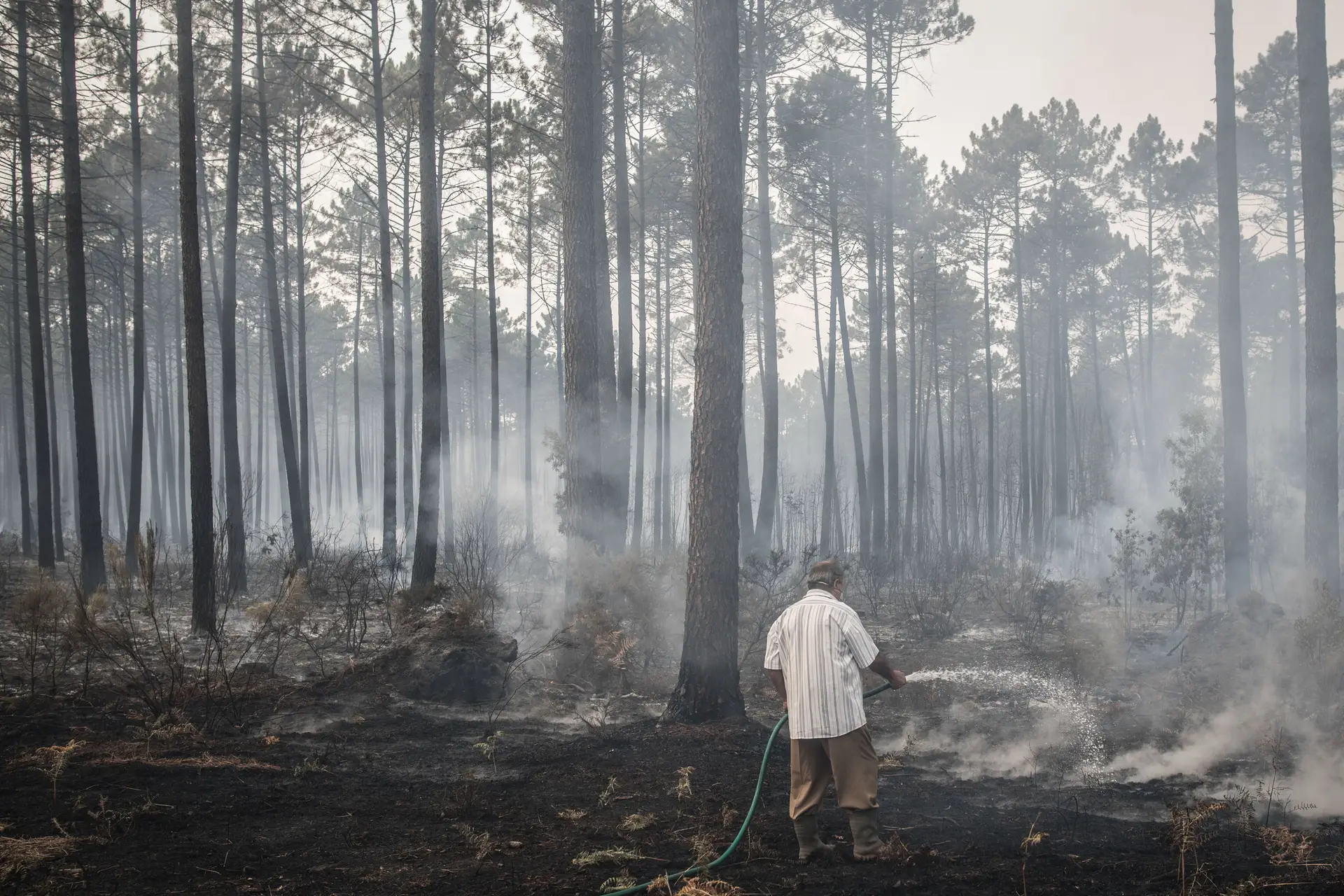 Fogos diminuem capacidade de captar carbono, diz ministro do Ambiente