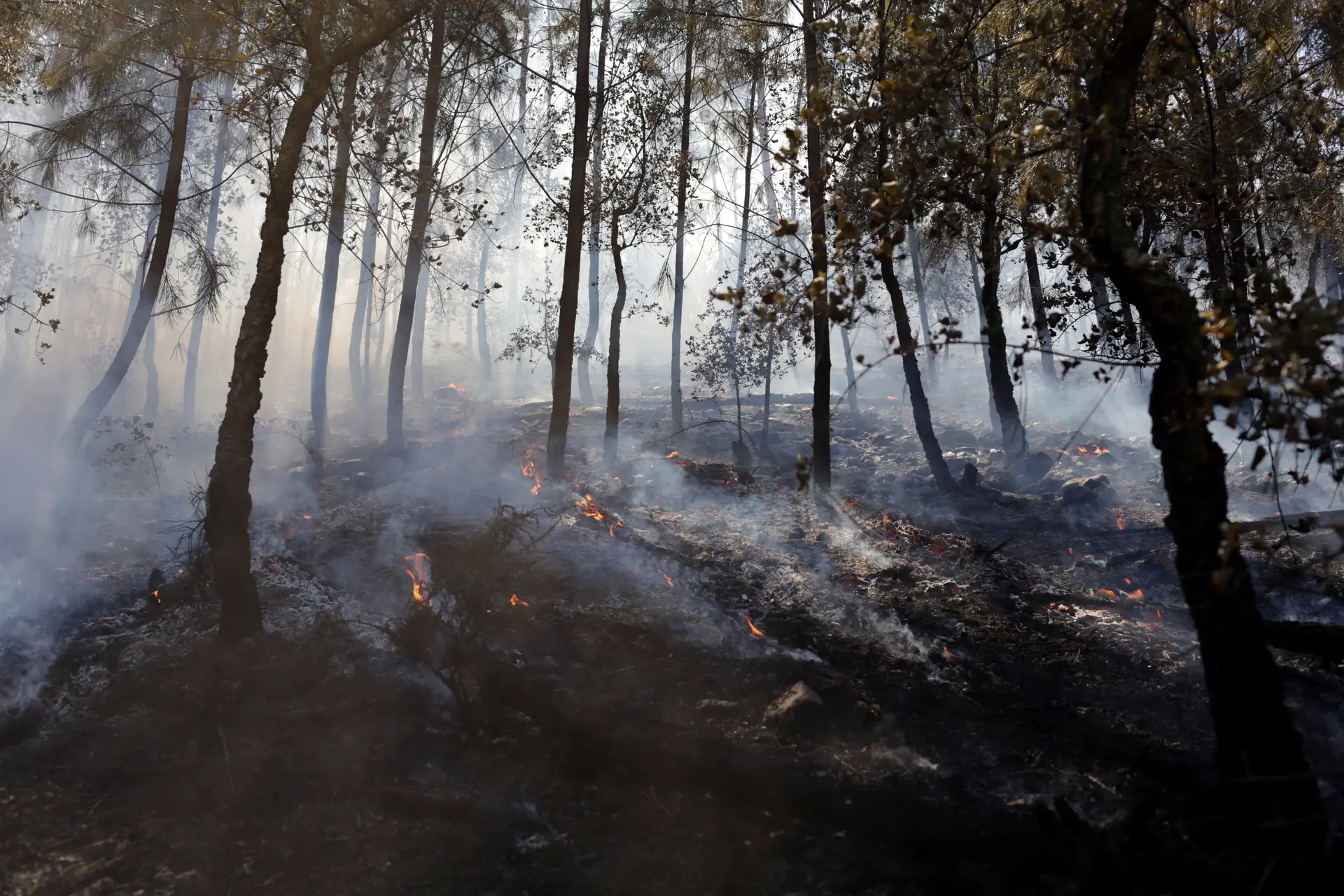 Mais de 418 mil hectares de floresta queimada, cerca de metade em outubro