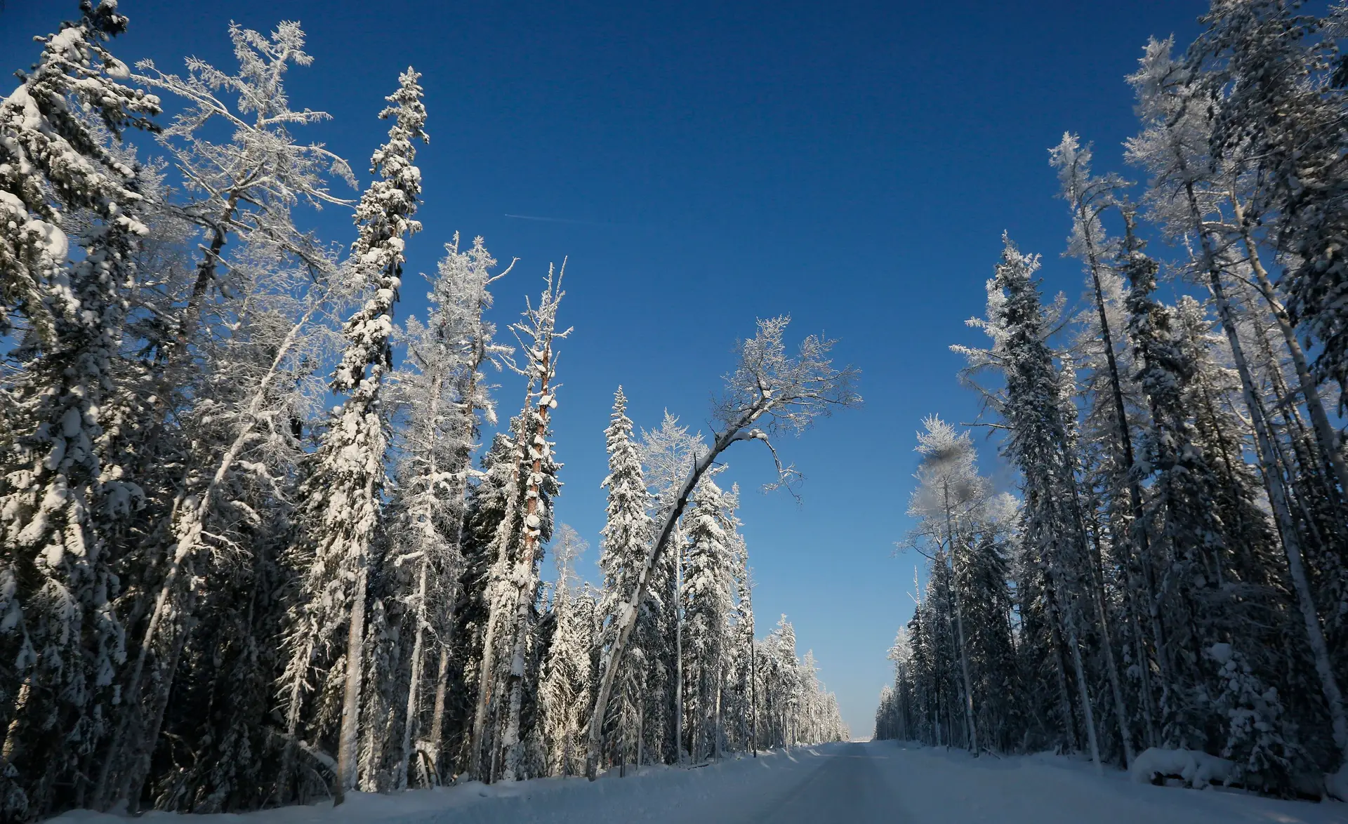 Floresta boreal na Rússia