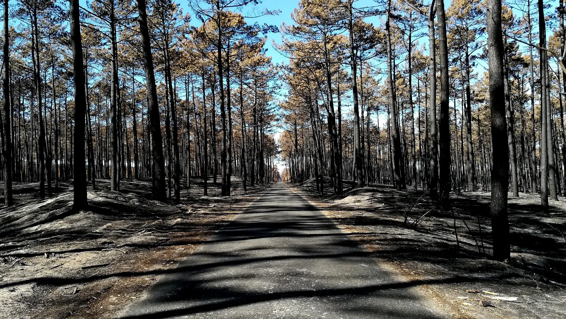 "O verde e o negro" do Pinhal de Leiria