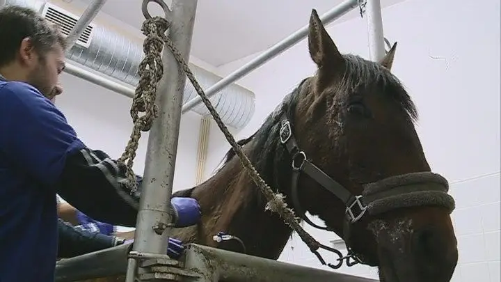 Égua que queimou os cascos ao tentar escapar de um terreno em chamas a ser tratada no hospital veterinário da Universidade de Trás-os-Montes e Alto Douro.