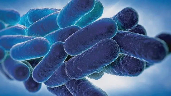 Pais "estão muito preocupados" com legionella em escola secundária de Lisboa