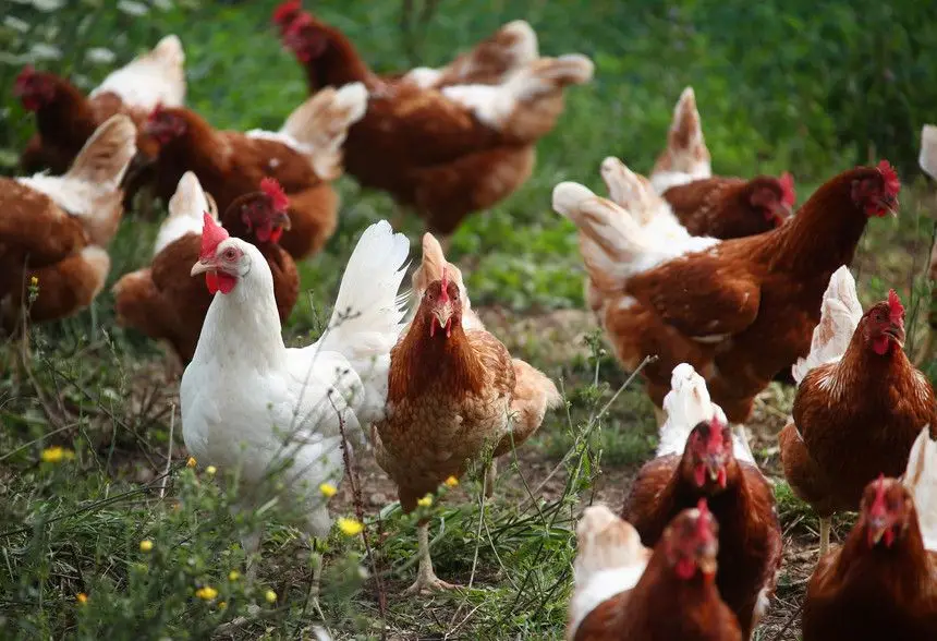 FAO alerta para possíveis novos surtos de gripe das aves nos próximos meses