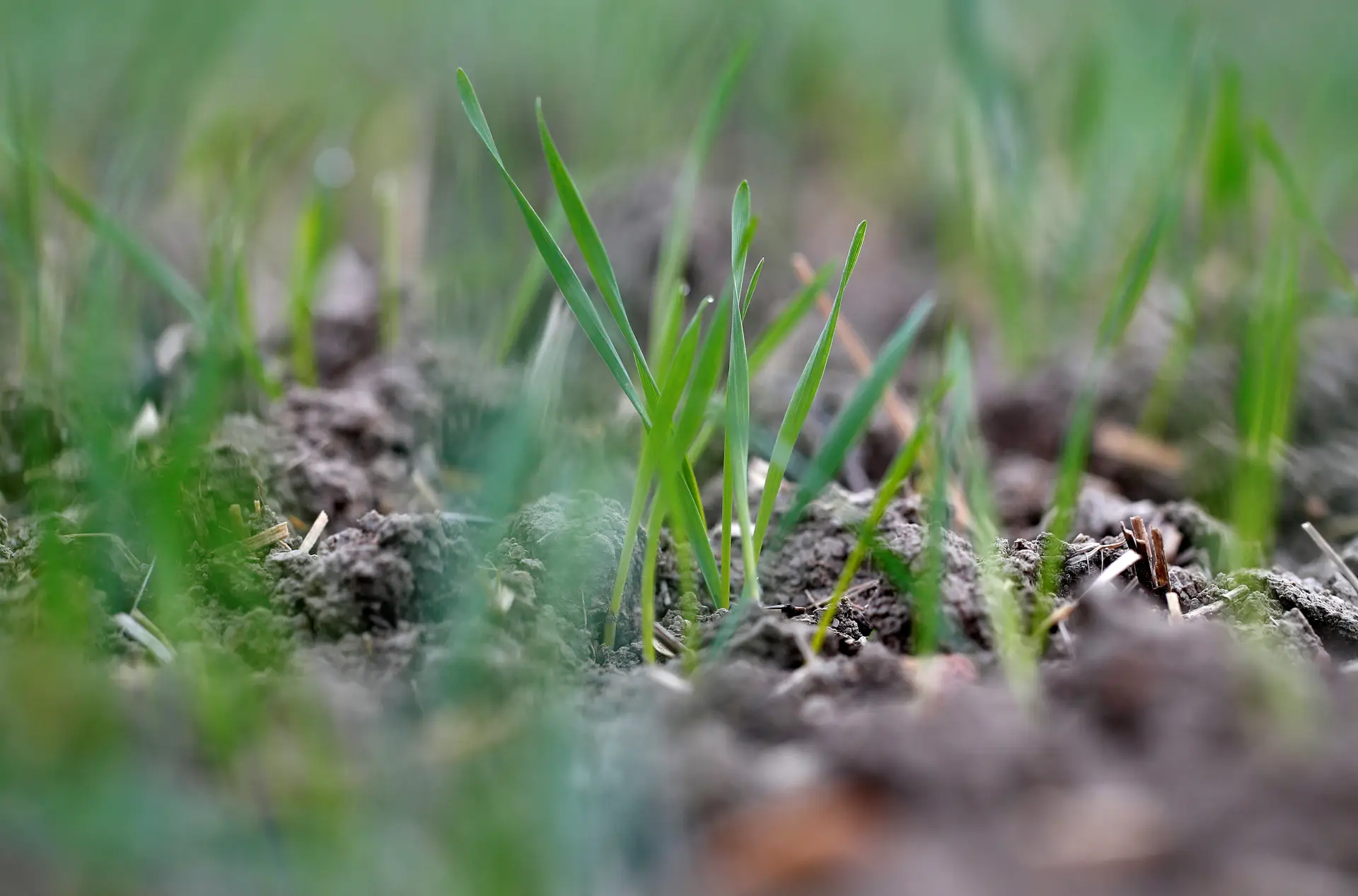 Plantas colonizaram a Terra cem milhões de anos mais cedo do que se pensava