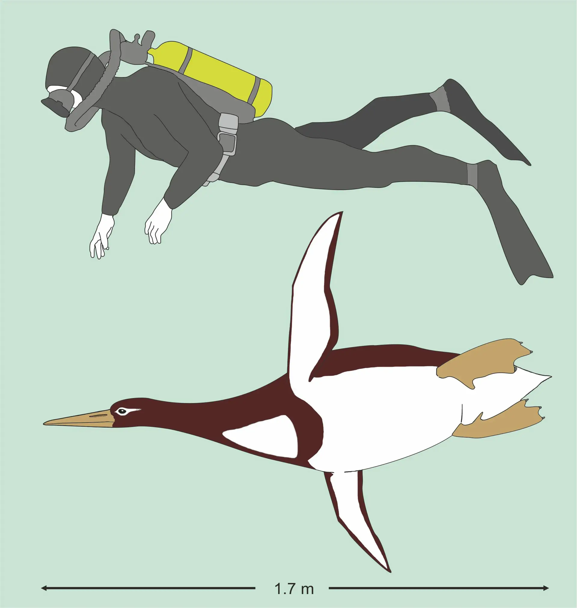 Na foto, comparação entre um humano e um pinguim Kumimanu biceae