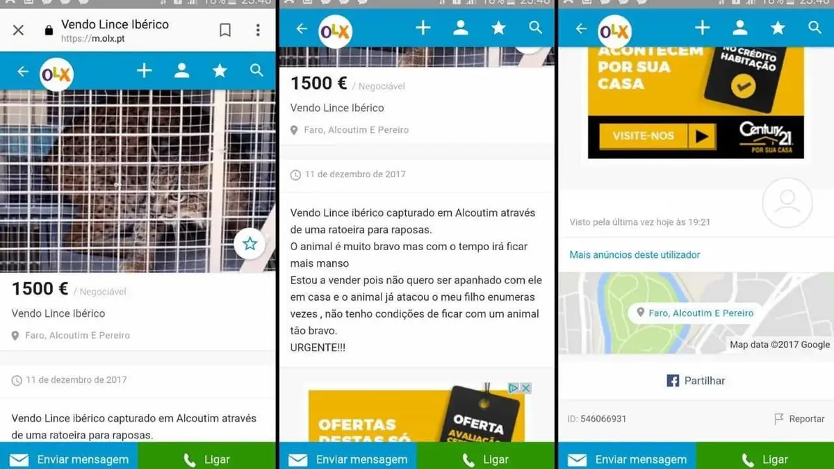 Lince-ibérico à venda no OLX. Ministério Público está a investigar