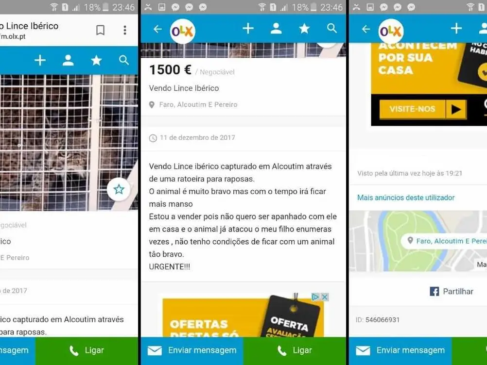 Lince-ibérico à venda no OLX. Ministério Público está a investigar