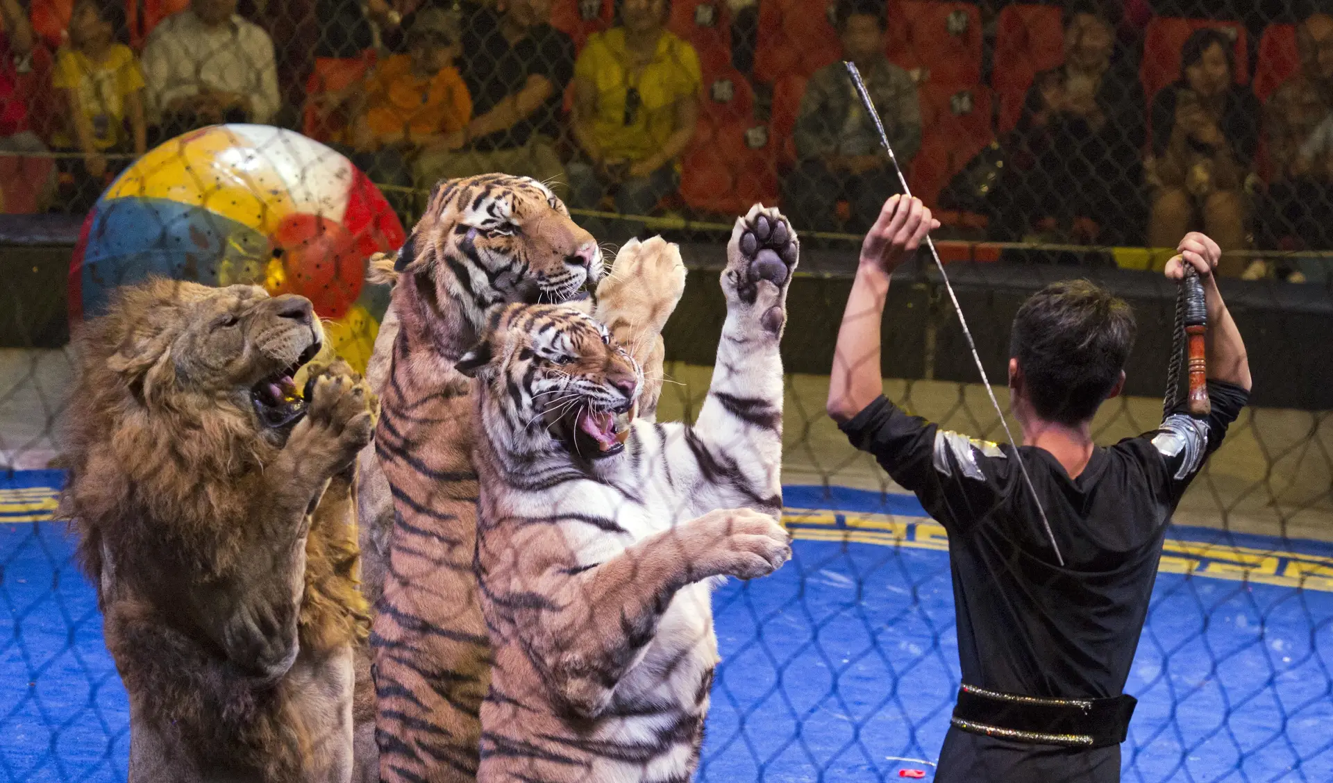 Petição contra animais nos circos recolhe mais de 20.000 assinaturas