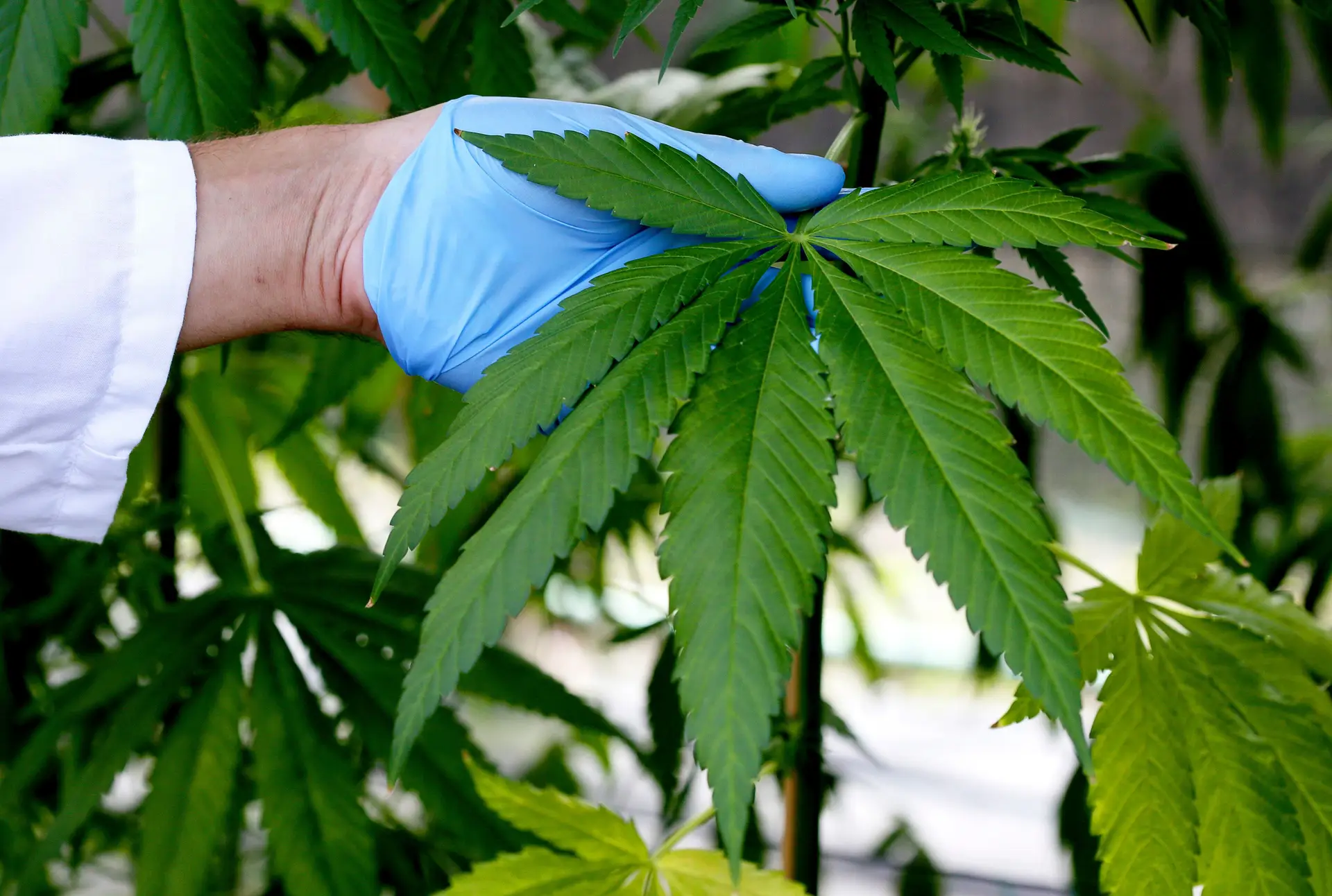 Observatório de Canábis Medicinal está a reunir verbas para dar formação a médicos