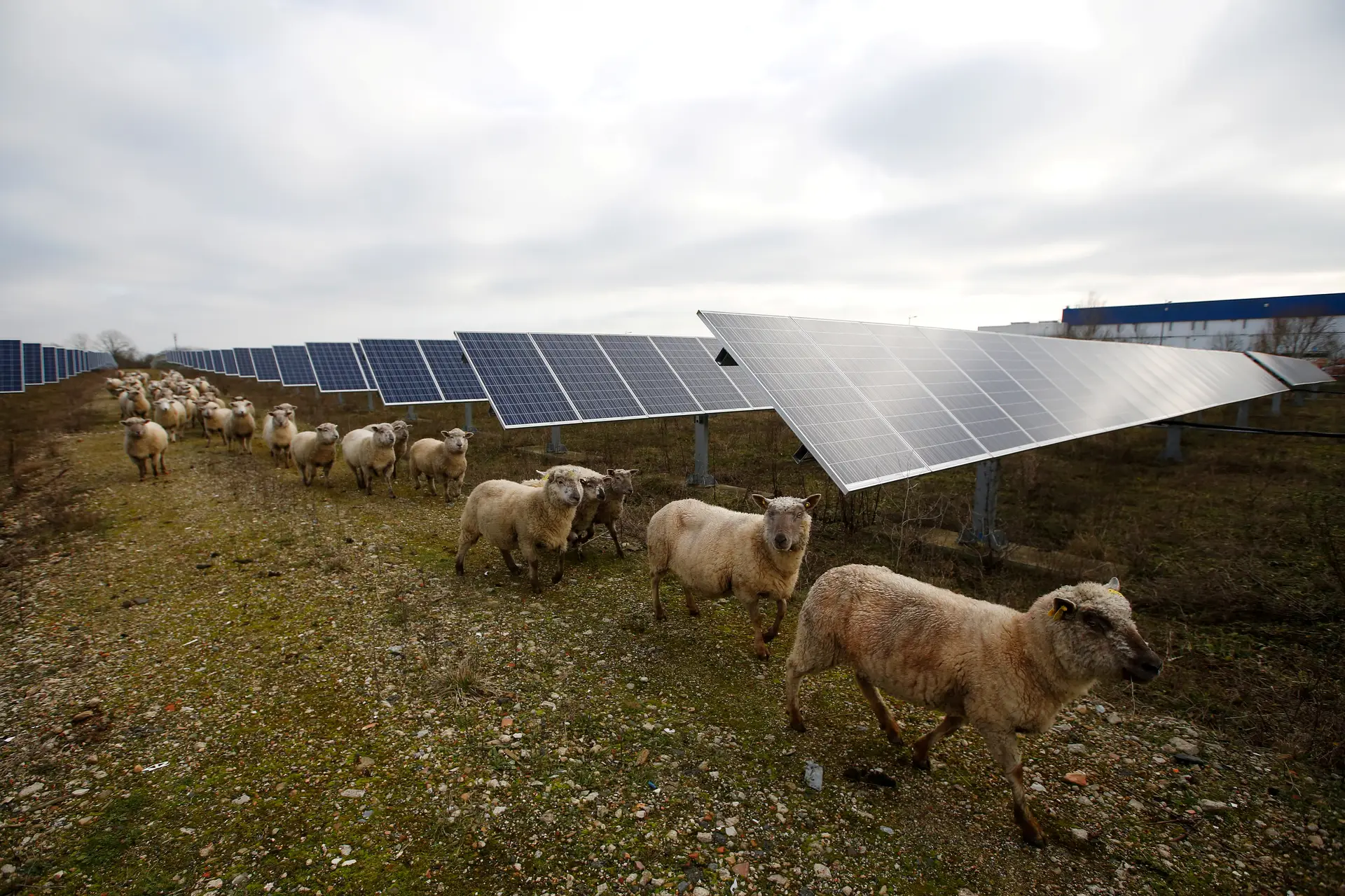 Governo dá luz verde a seis centrais fotovoltaicas no Alentejo e no Algarve