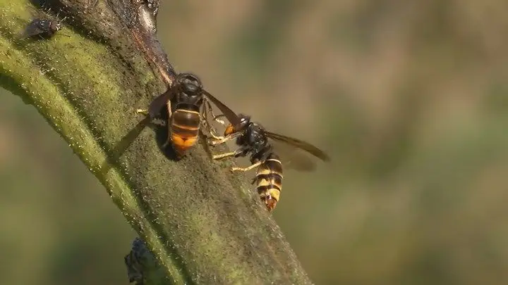 Quercus alerta para o aumento da presença da vespa asiática em Castelo Branco