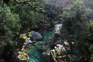 Governo apresenta projeto de prevenção de 4 milhões de euros contra incêndios em áreas protegidas