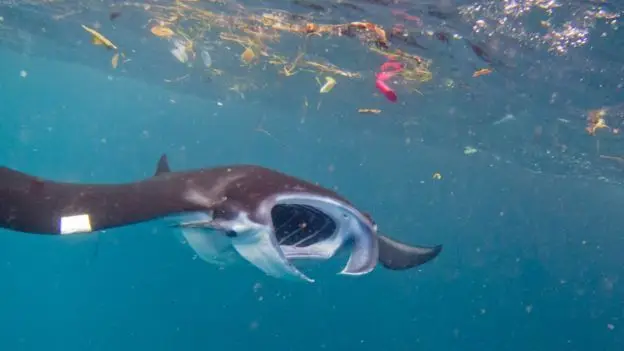 Manta a nadar num mar de plástico na Indonésia
