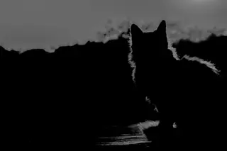 À noite todos os gatos são pardos. O buraco escondido da Rioforte