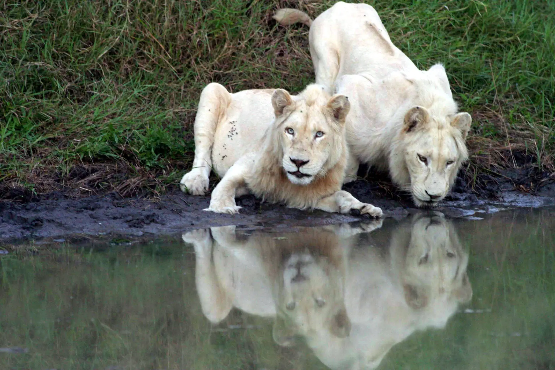Caçador terá sido devorado por leões em reserva privada na África do Sul