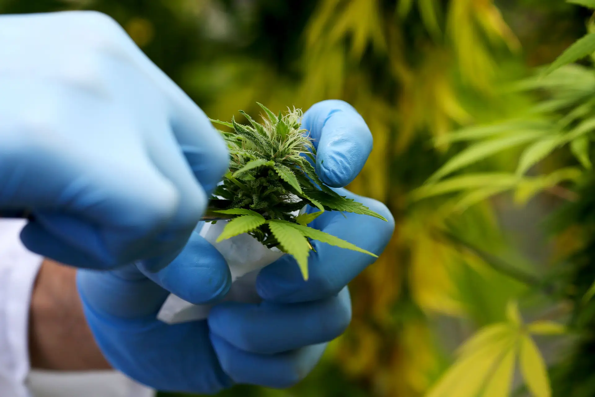Farmacêuticos contra uso de canábis para fins medicinais