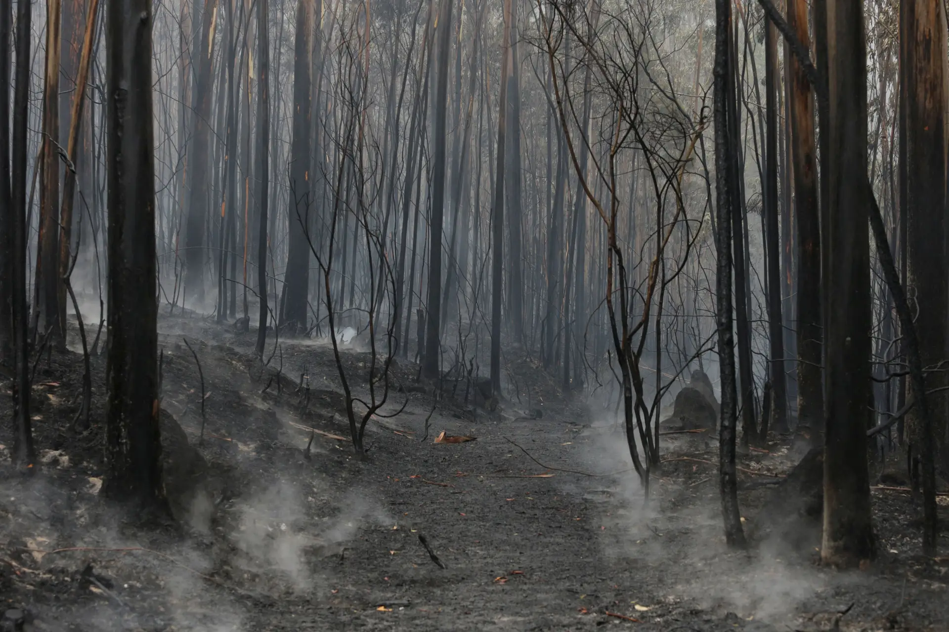Proporção dos incêndios atuais já é um sinal de mudanças no clima, alerta especialista