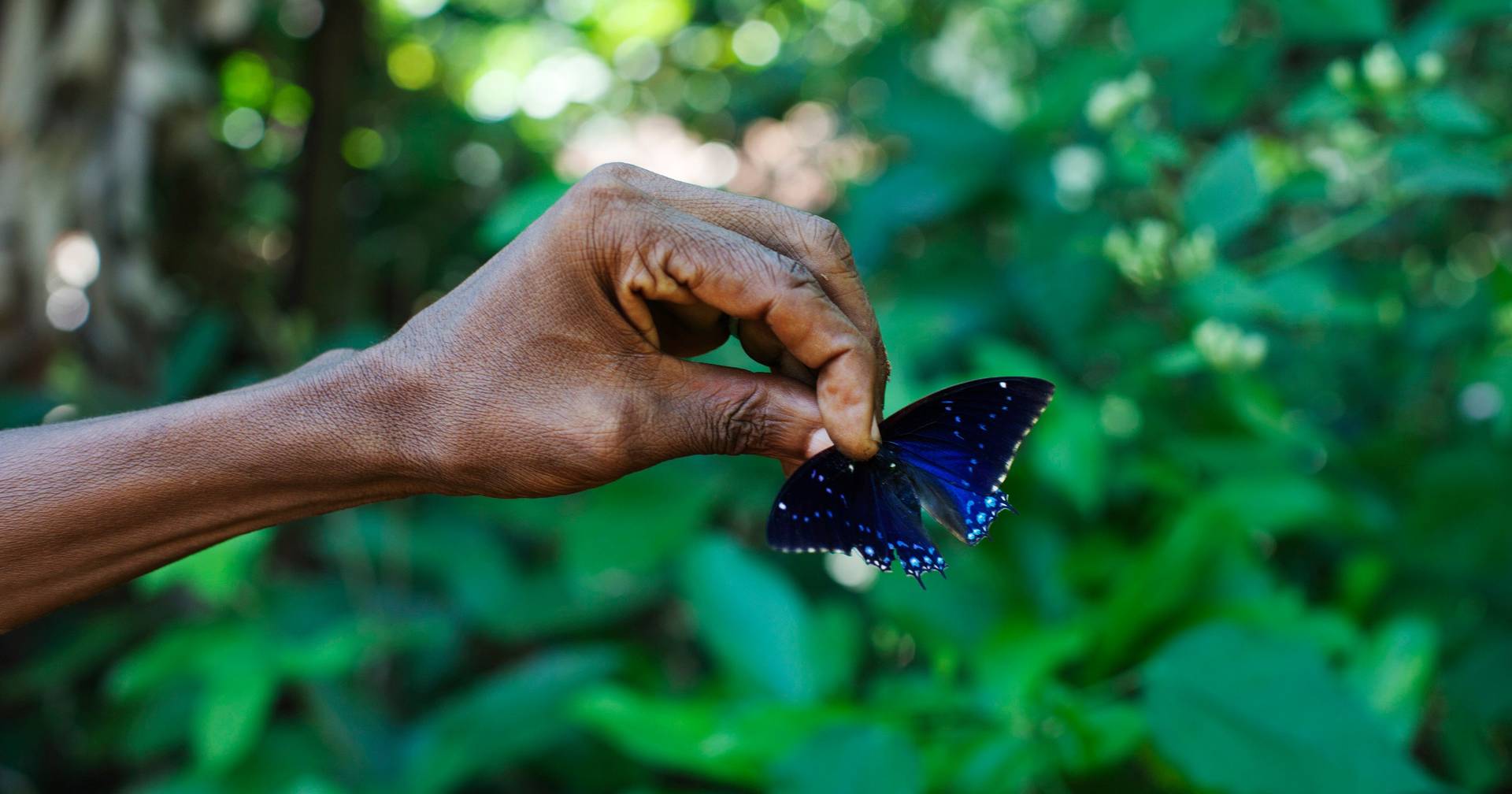 Um terço das espécies de insetos corre risco de extinção - SIC Notícias