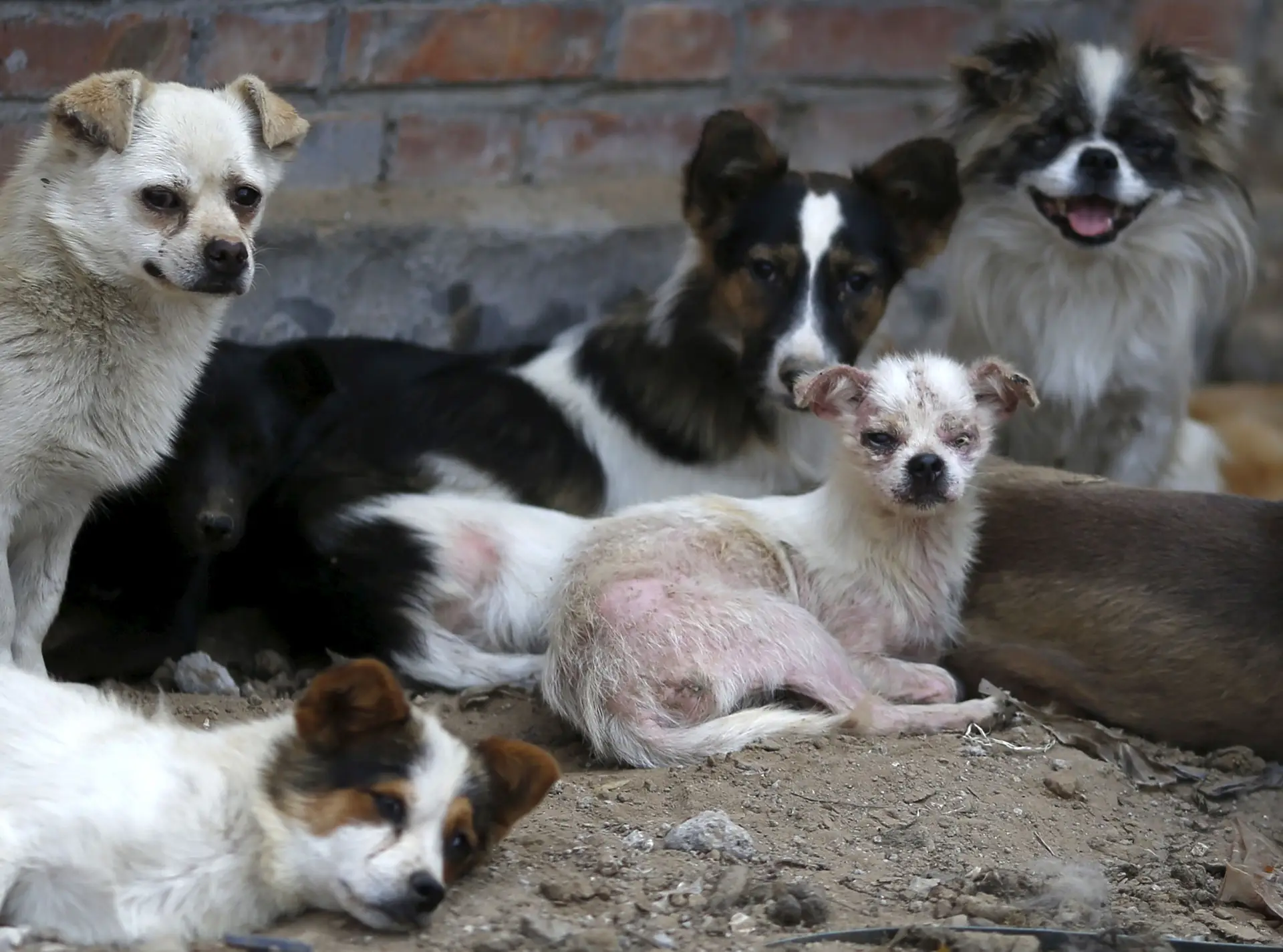 Governo vai lançar campanha de sensibilização contra o abandono dos animais
