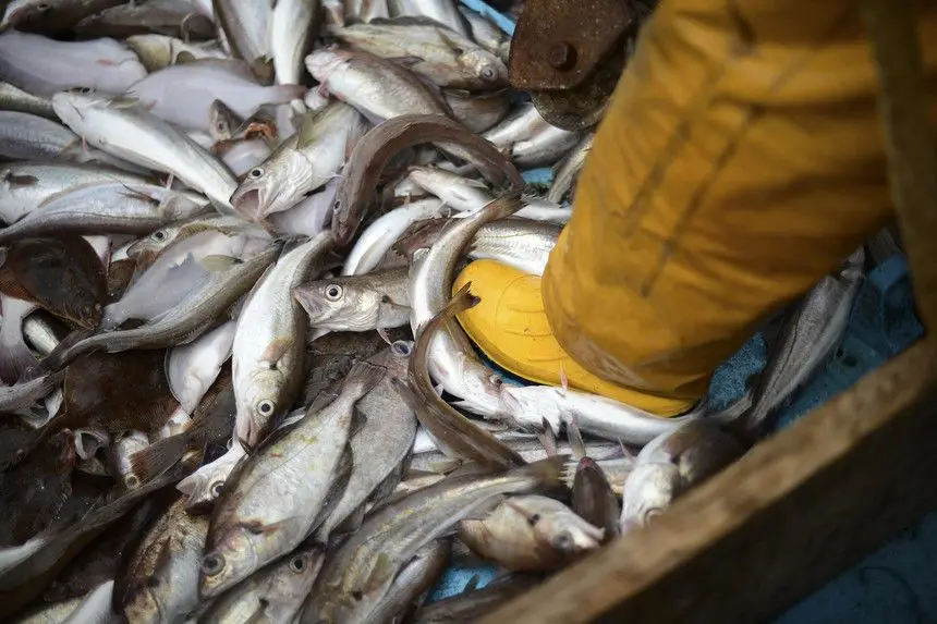 Reservas de peixe poderão cair drasticamente se não se travar aquecimento global
