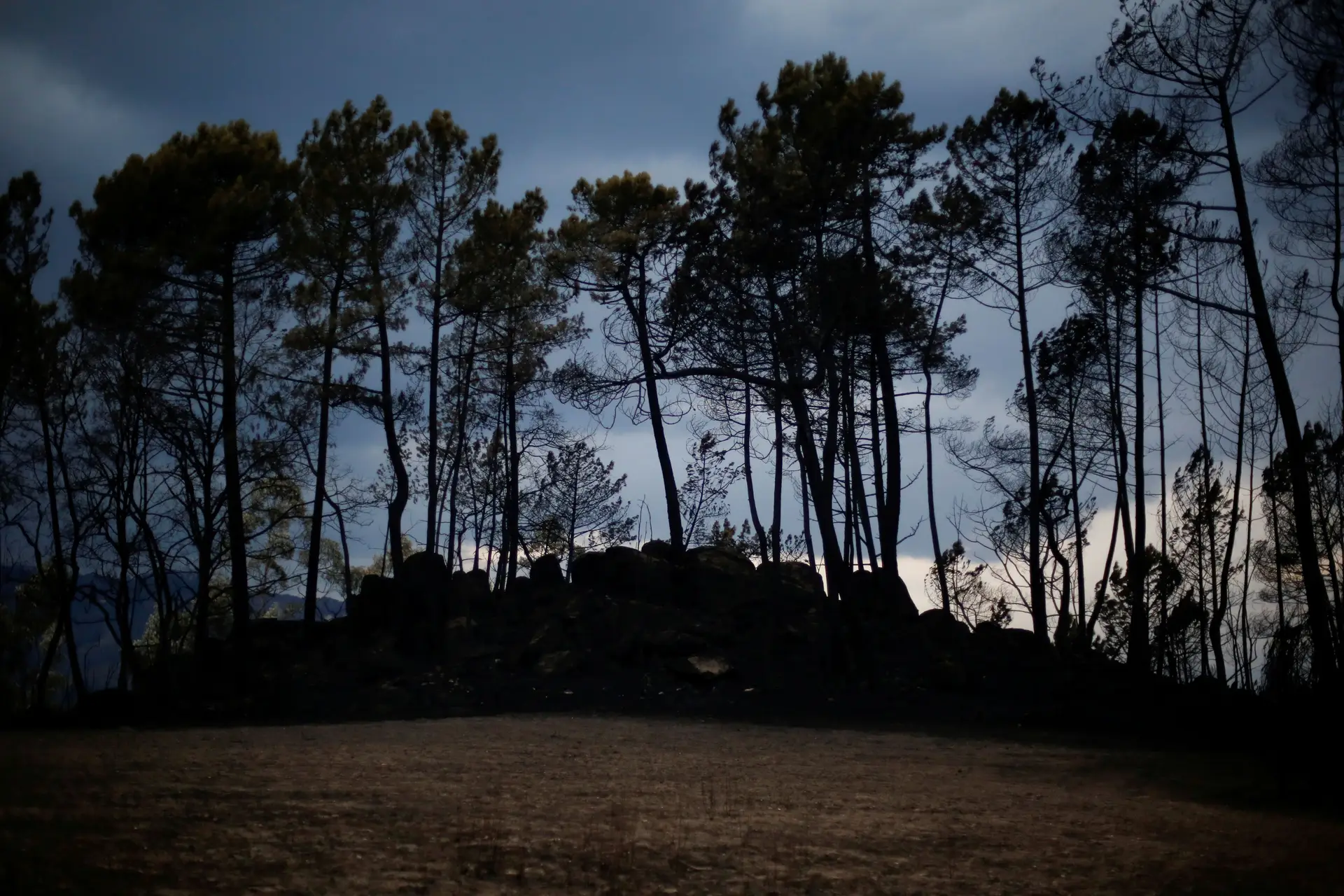 Costa e mais 20 membros do Governo em todo o país em ações de limpeza da floresta