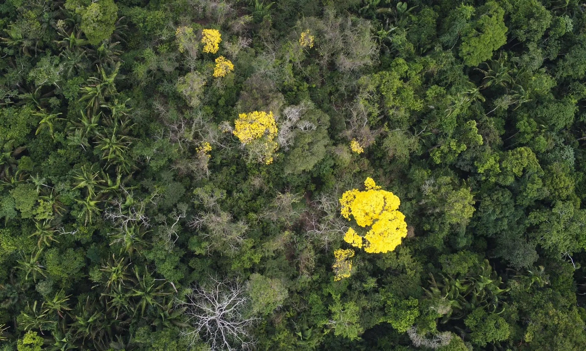 As flores das árvores de ipê podem ser cor-de-rosa, violetas, amarelas ou brancas e dão um imenso colorido ao verde dominante da floresta Amazónia
