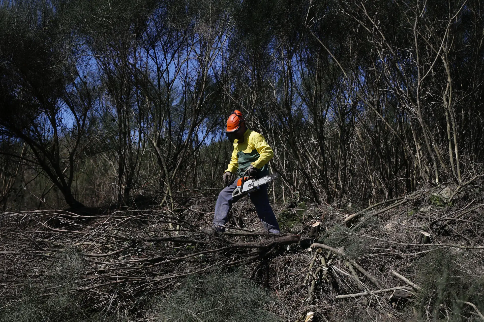 Identificadas 23.968 situações de incumprimento na limpeza de terrenos