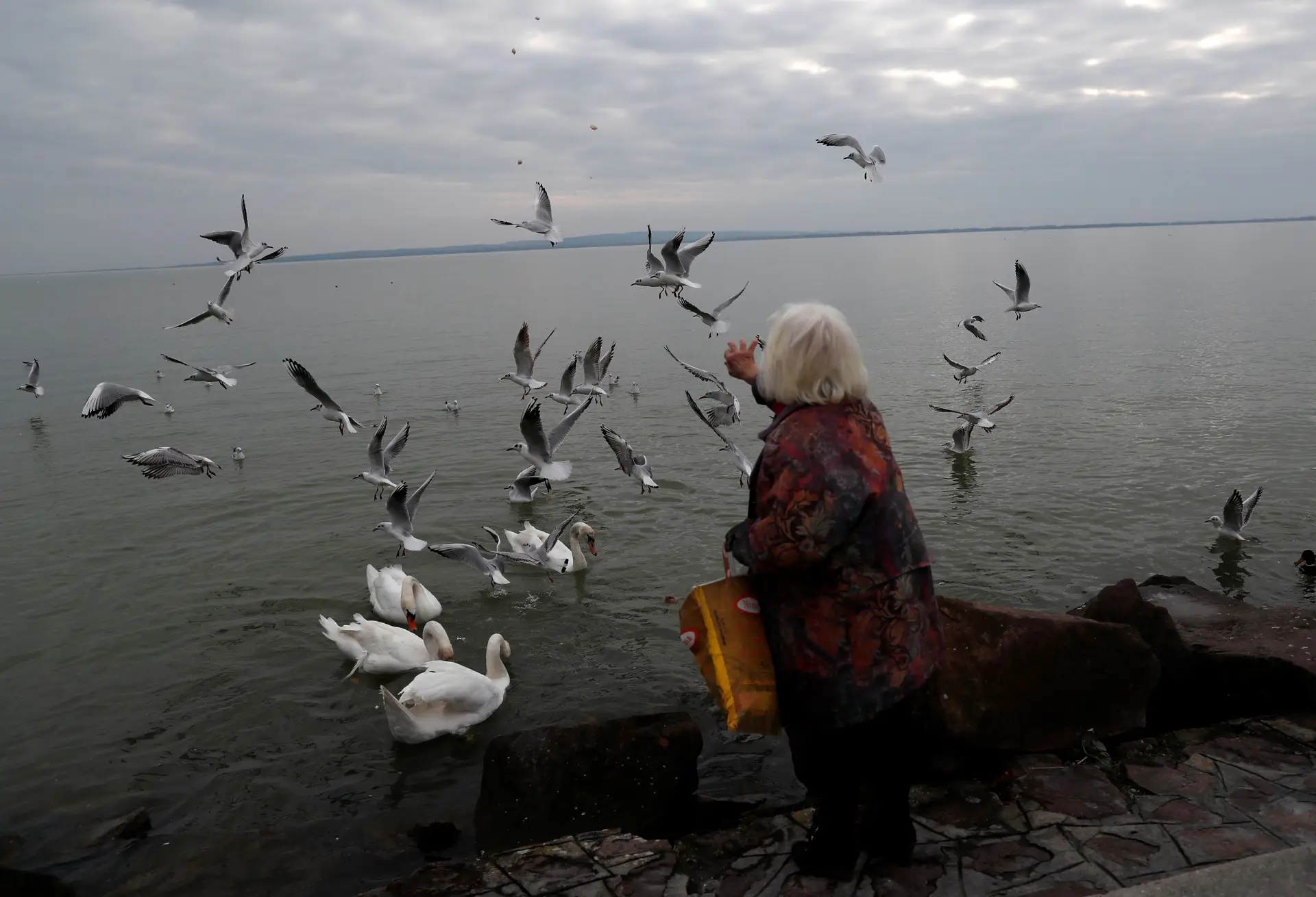 Estudo revela que as aves envelhecem mais rápido na cidade do que no campo