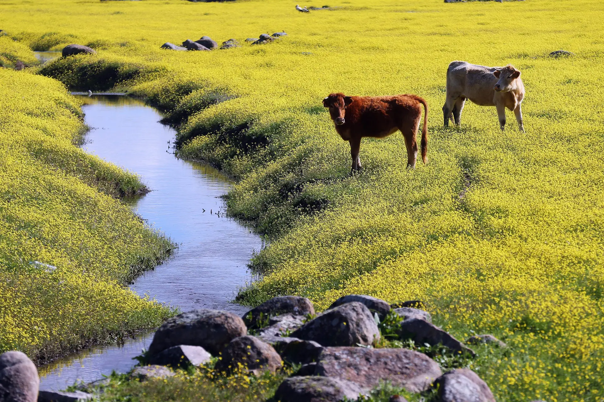 Chuva de abril diminuiu área de Portugal em seca