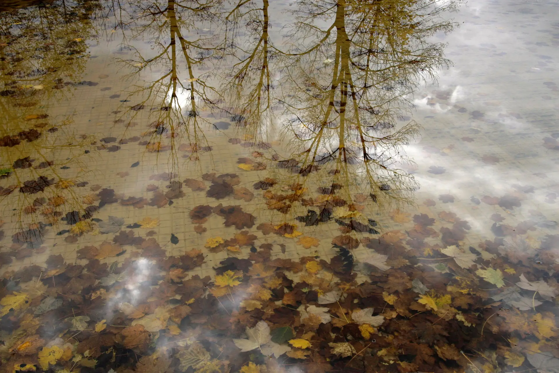Plantas para remover antibióticos de águas residuais