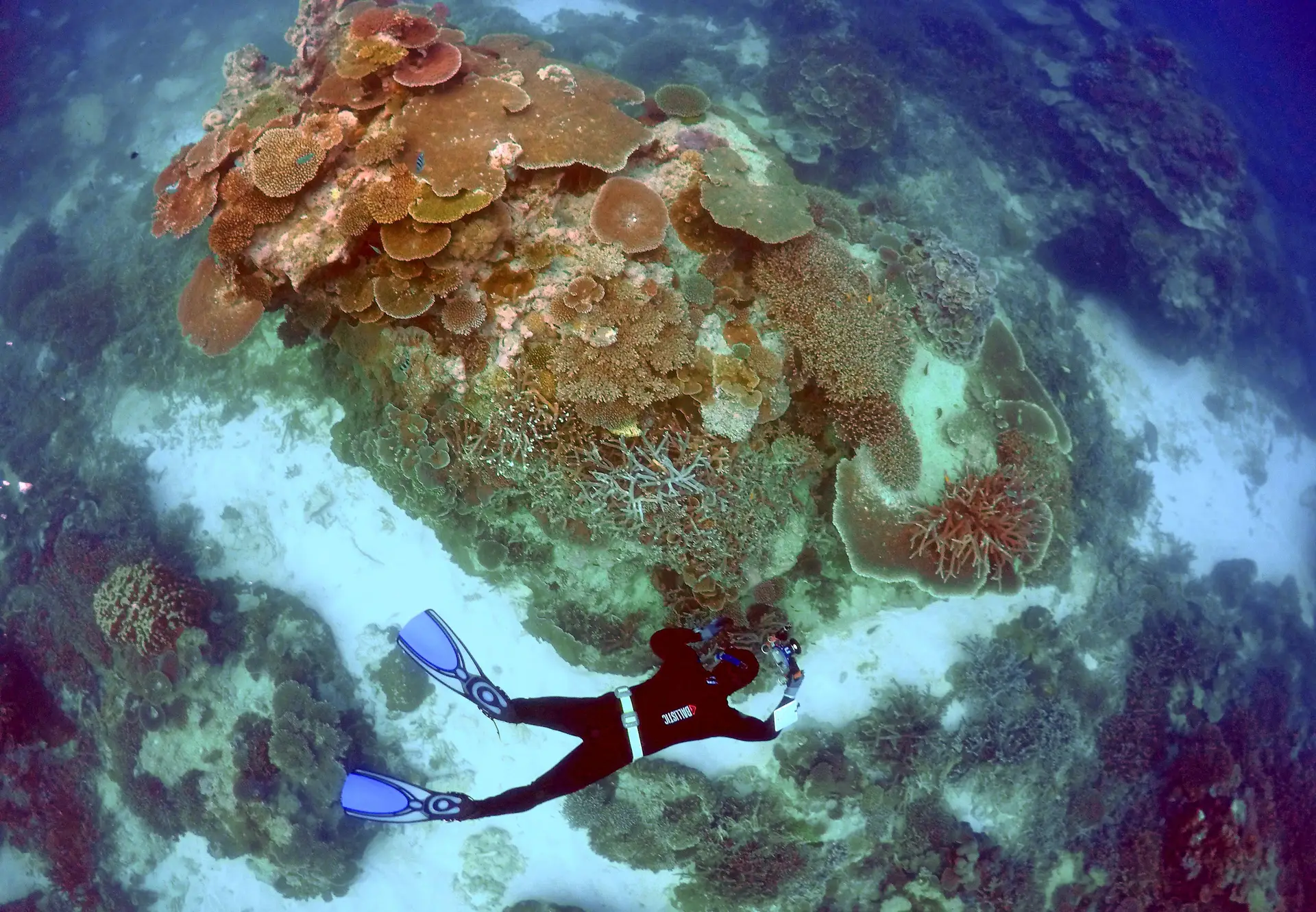 Grande Barreira de Coral da Austrália sofreu "colapso catastrófico"