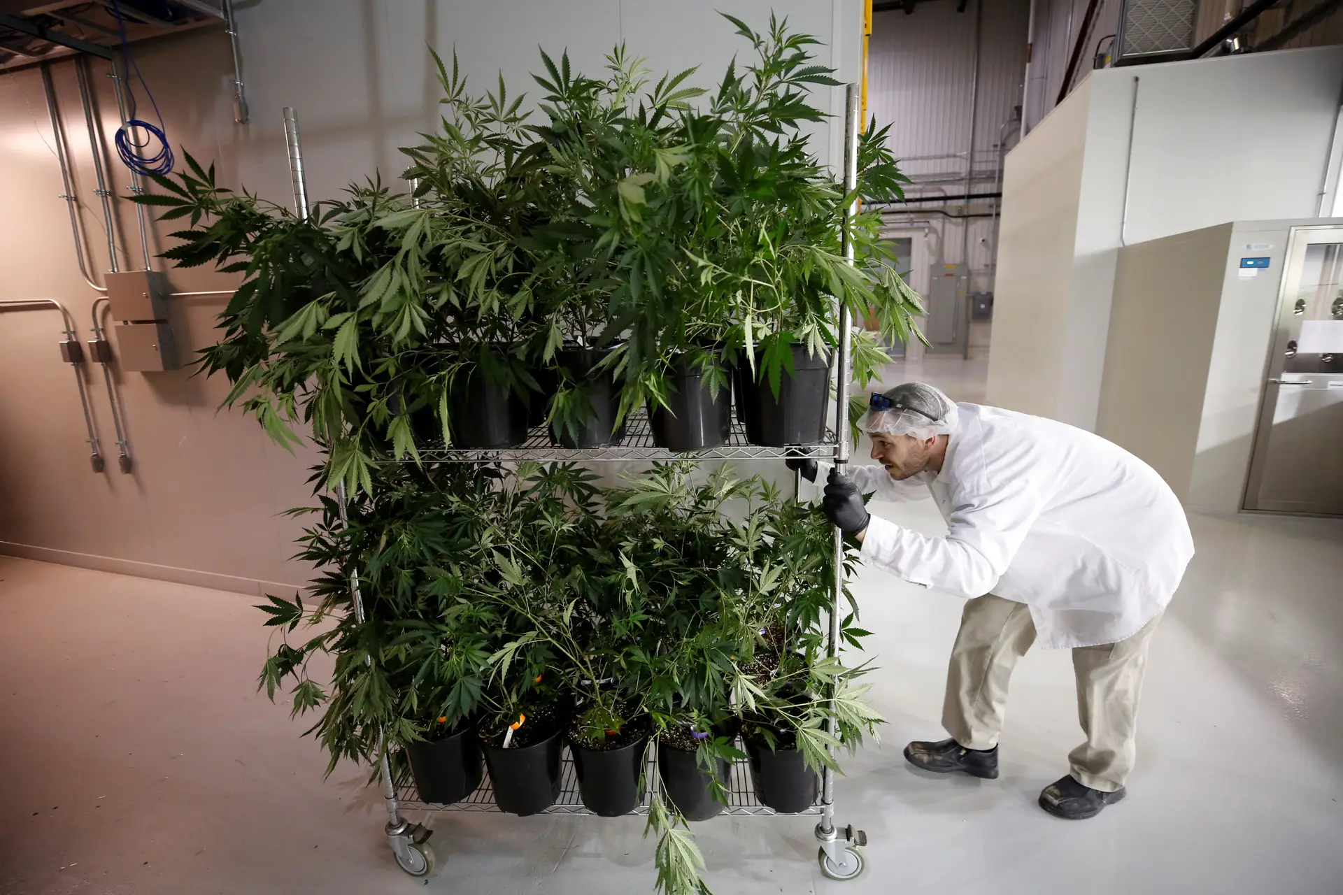 Medicamento de marijuana para epilepsia infantil avança nos EUA