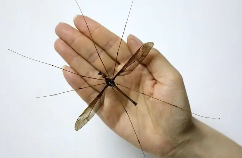 Fotografia divulgada pela agência oficial Xinhua.